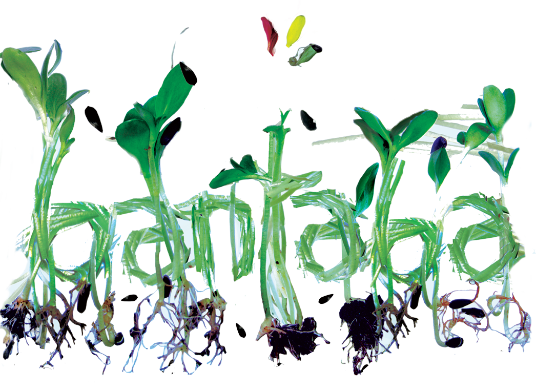 bantaba organic reggae